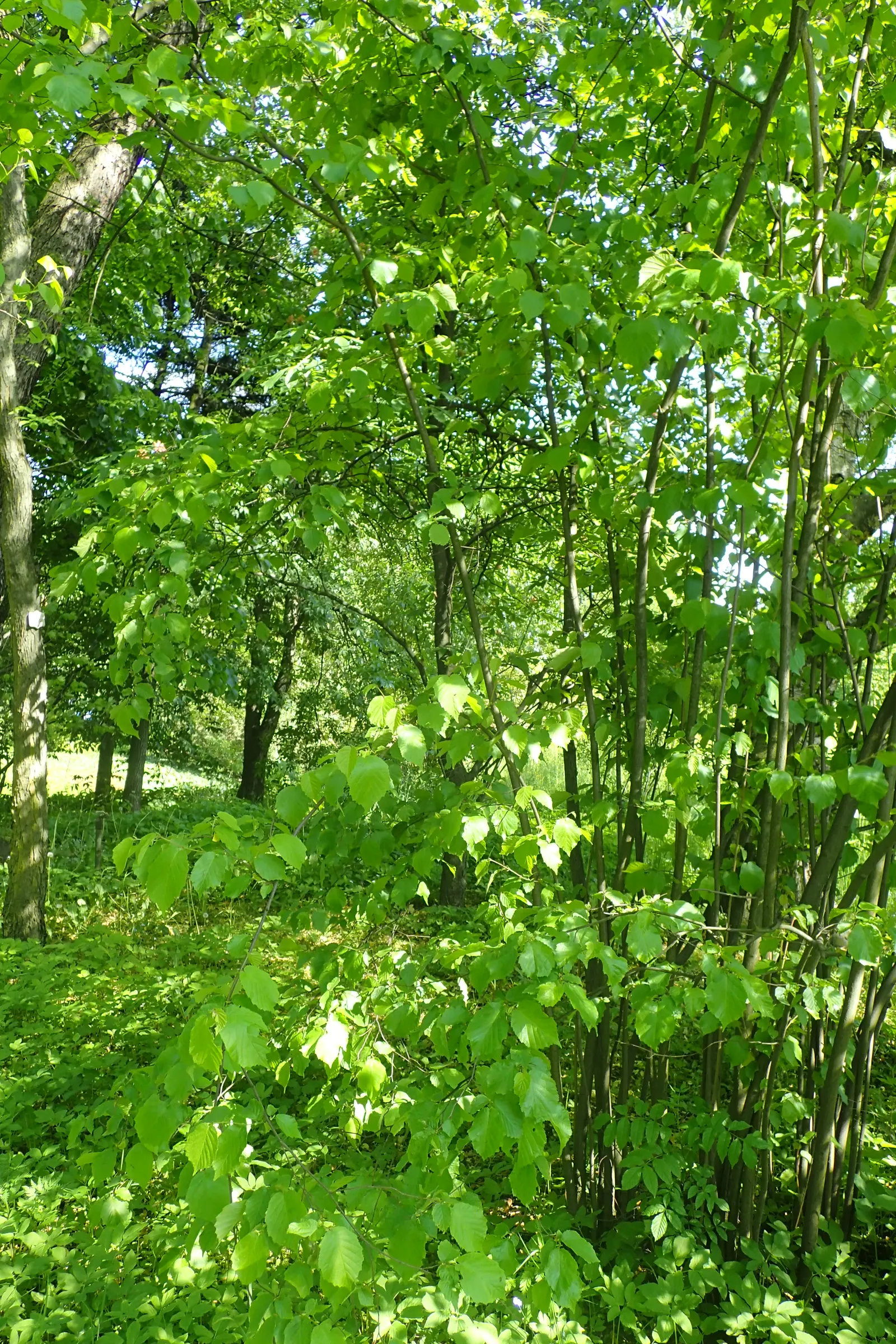 American Hazelnut (Corylus Americana) — often referred to as American Hazelnut