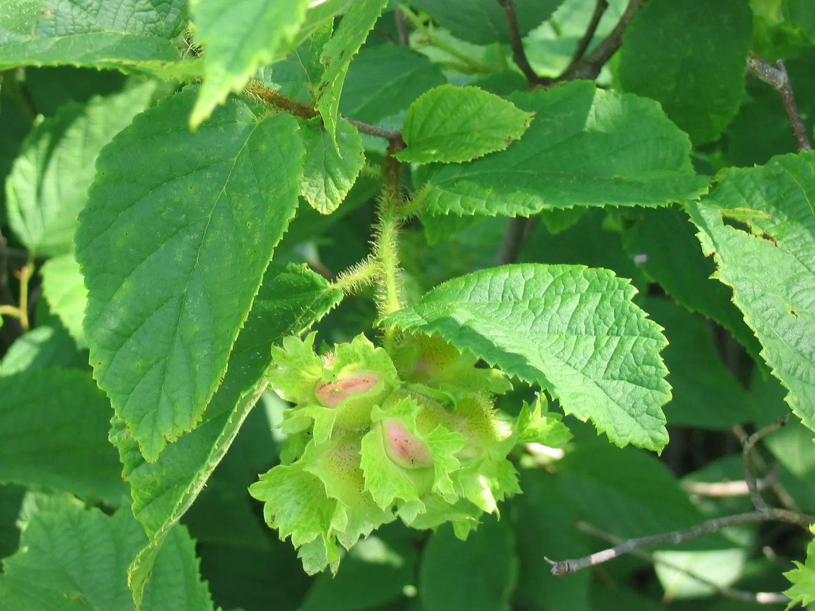 American Hazelnut (Corylus Americana) — Female flowers are small and red and give way to edible nuts that are encased in a husk