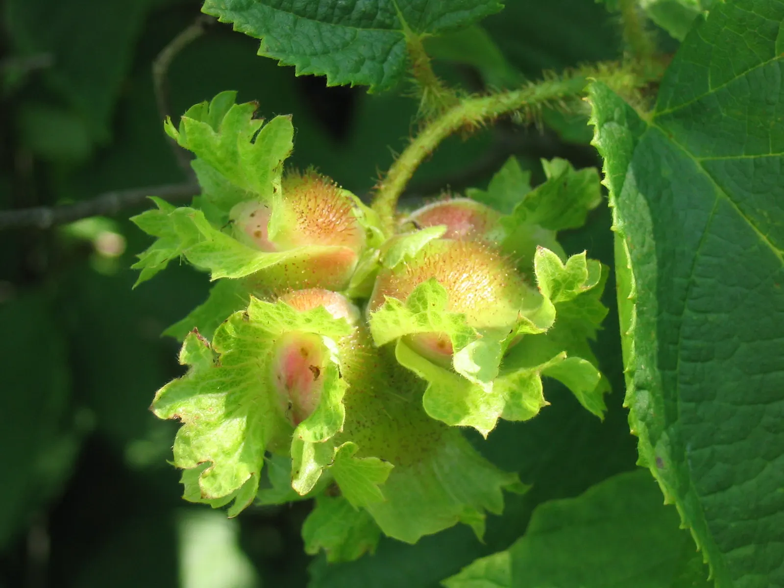 American Hazelnut (Corylus Americana) — the Winter Hazel displays lovely