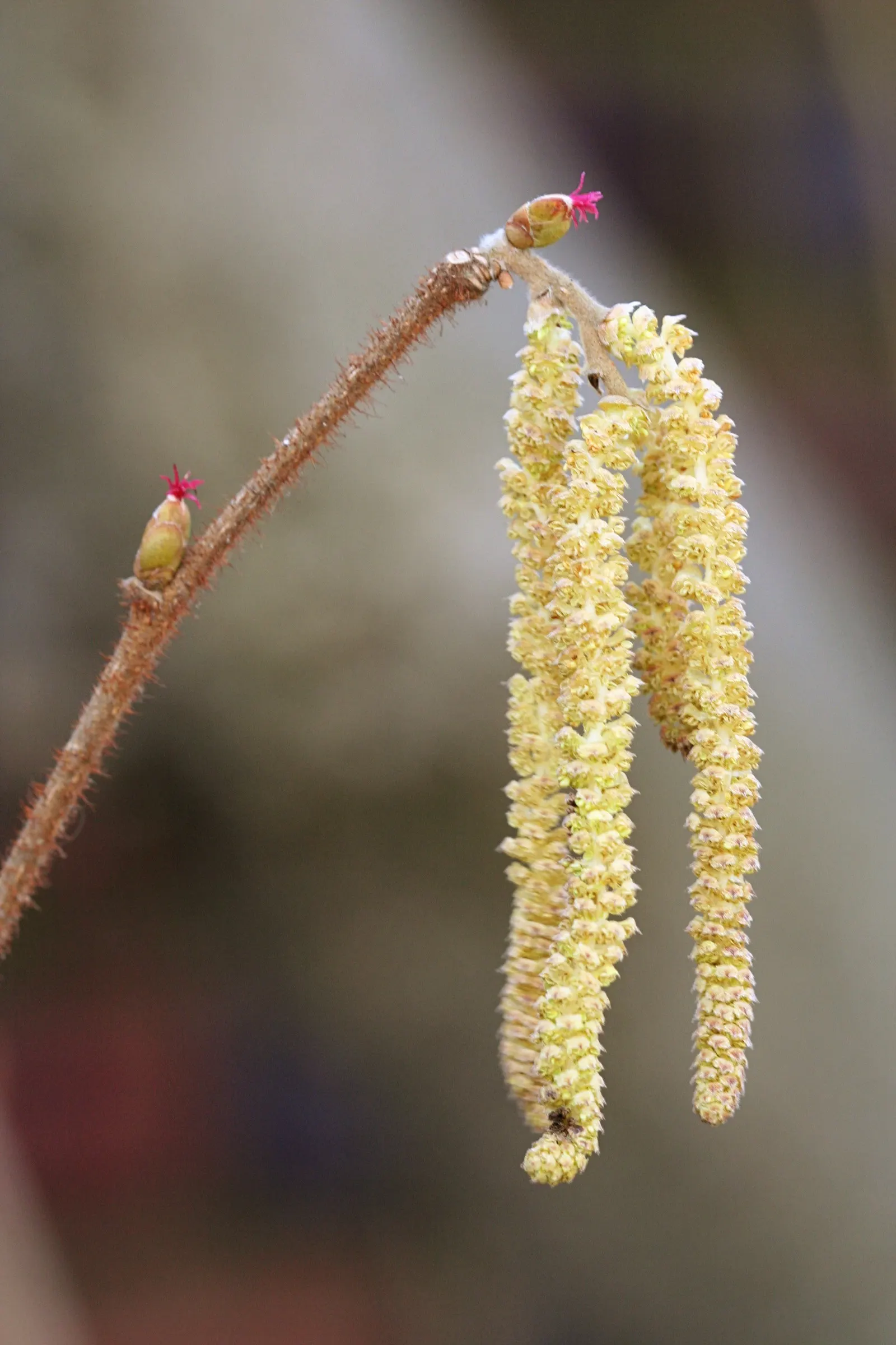 American Hazelnut (Corylus Americana) — though it benefits from occasional pruning to maintain shape and encourage healthy growth