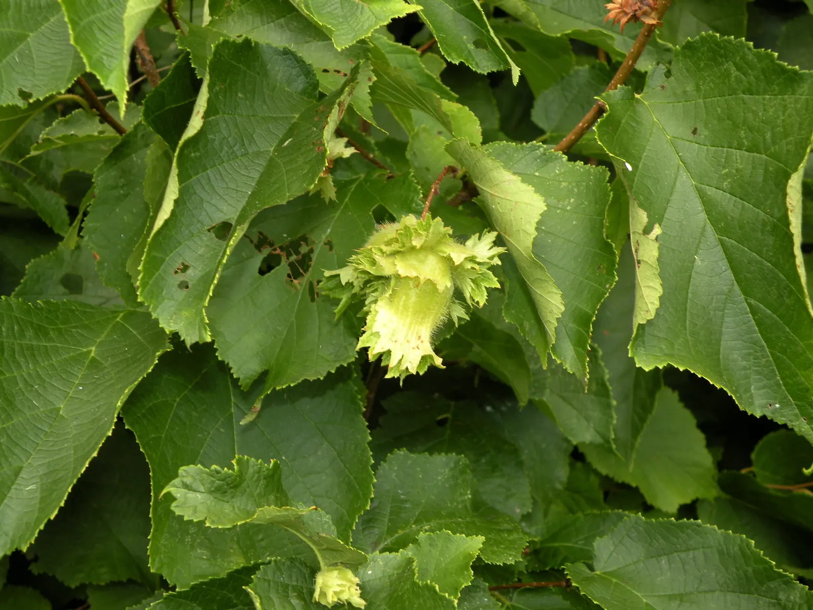 American Hazelnut (Corylus Americana) — With a hardiness range from USDA zones 4 to 9, this shrub proves quite robust