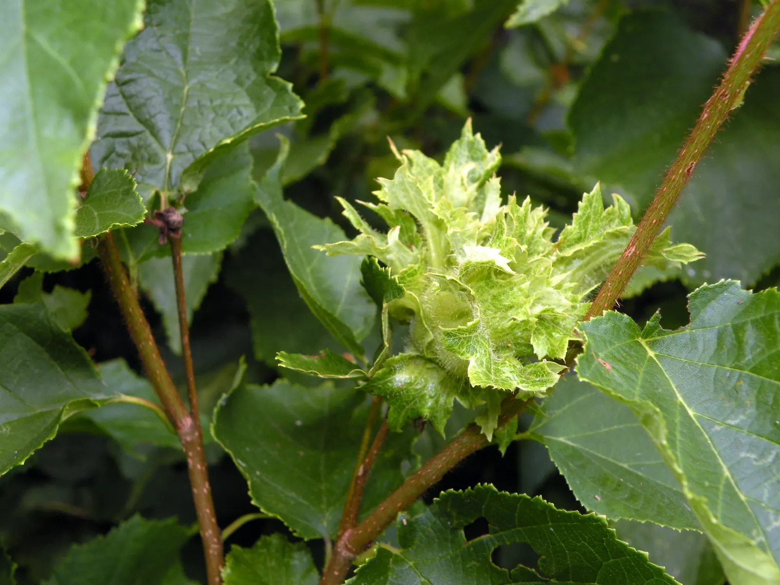 American Hazelnut (Corylus Americana) — as the nuts are cherished by squirrels and birds.<br><br>The Winter Hazel is generally low-maintenance