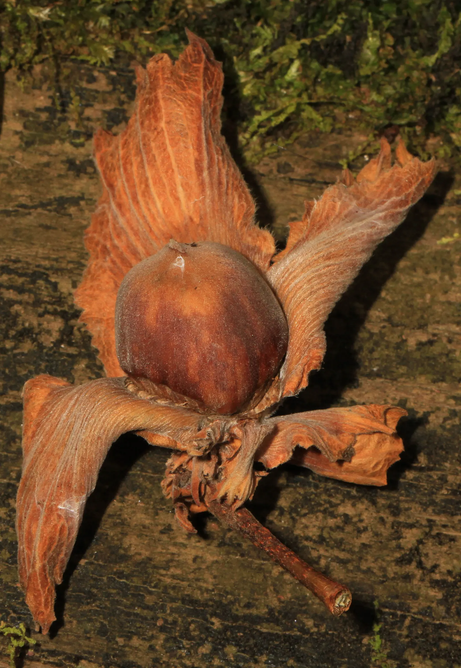 American Hazelnut (Corylus Americana) — Corylus americana adapts well in a variety of soil types