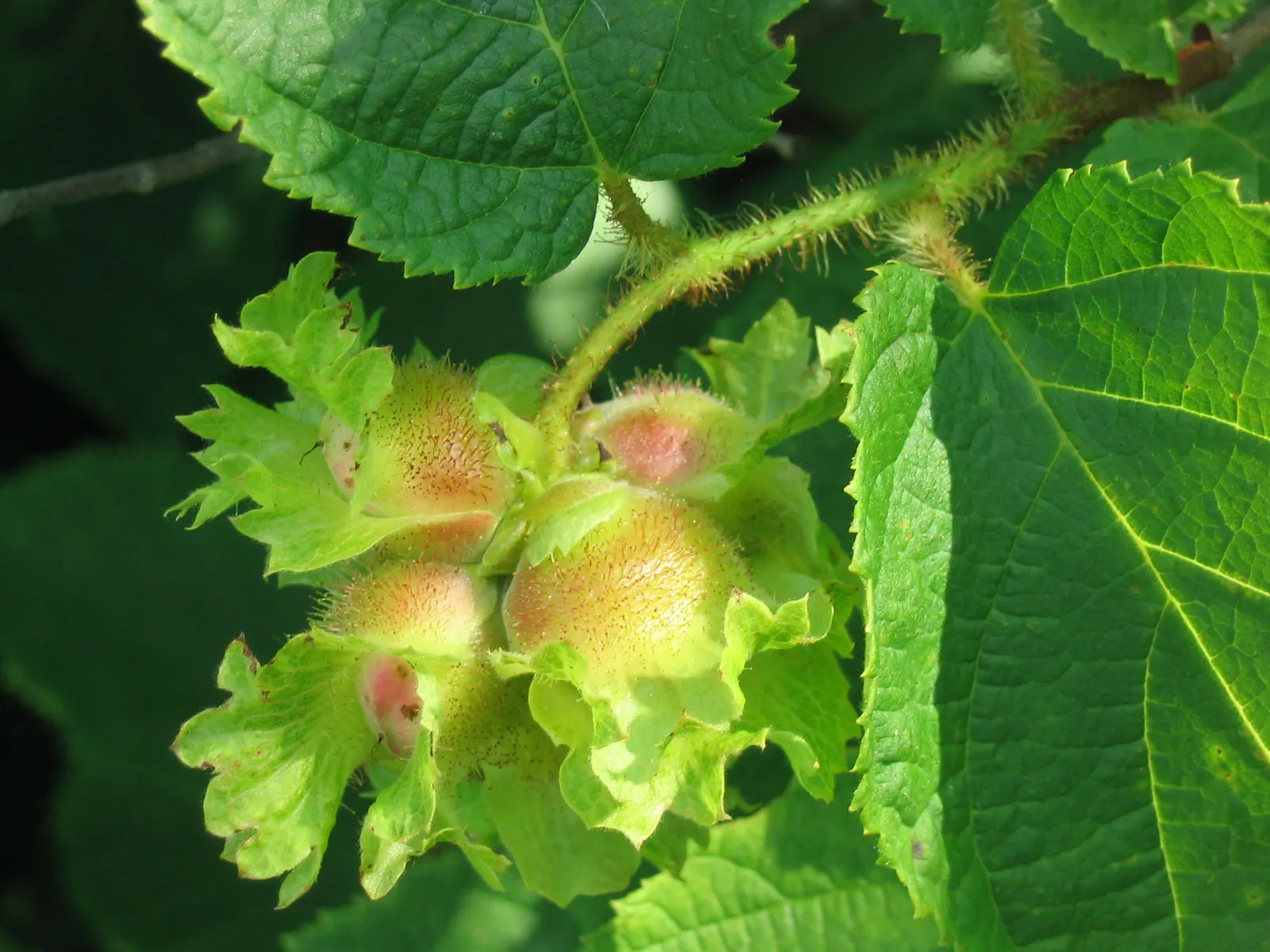 American Hazelnut (Corylus Americana) — the shrub produces showy catkins that are approximately 2 to 3 inches long