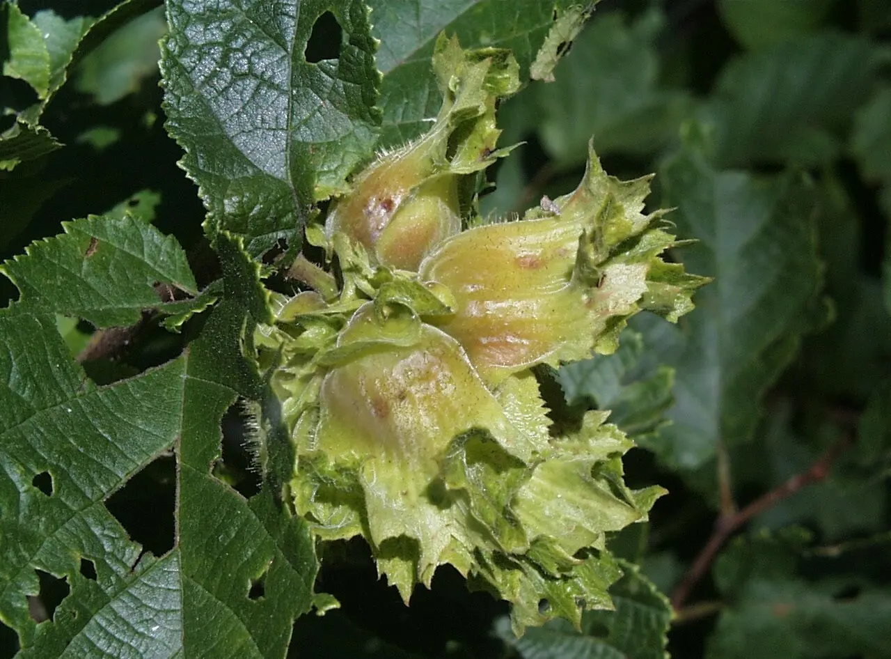 American Hazelnut (Corylus Americana) — Native to Eastern North America