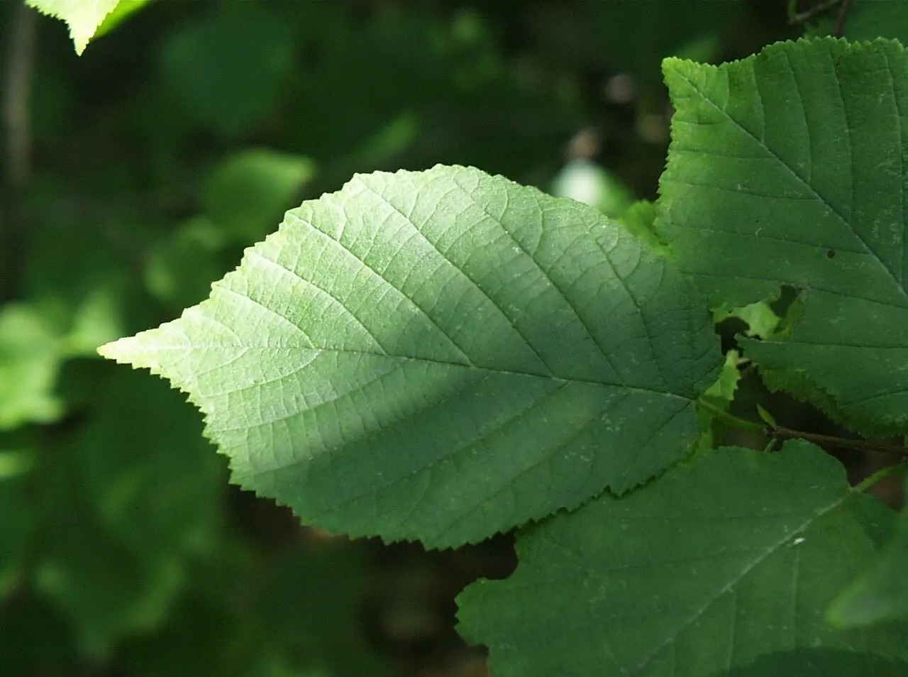 American Hazelnut (Corylus Americana) — This deciduous shrub blooms with yellow catkins in early spring before leaf-out