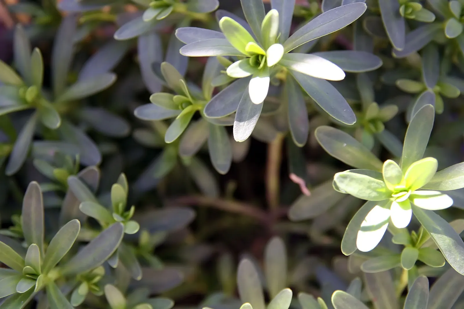 Purity Evergreen Candytuft (Iberis Sempervirens 'Purity') — This groundcover reaches up to 12 inches in height and spreads up to 18 inches