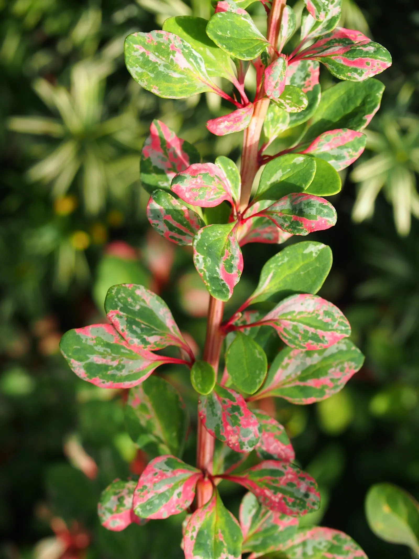Japanese Barberry (Berberis Thunbergii 'Aurea') — red berries add fall and winter appeal