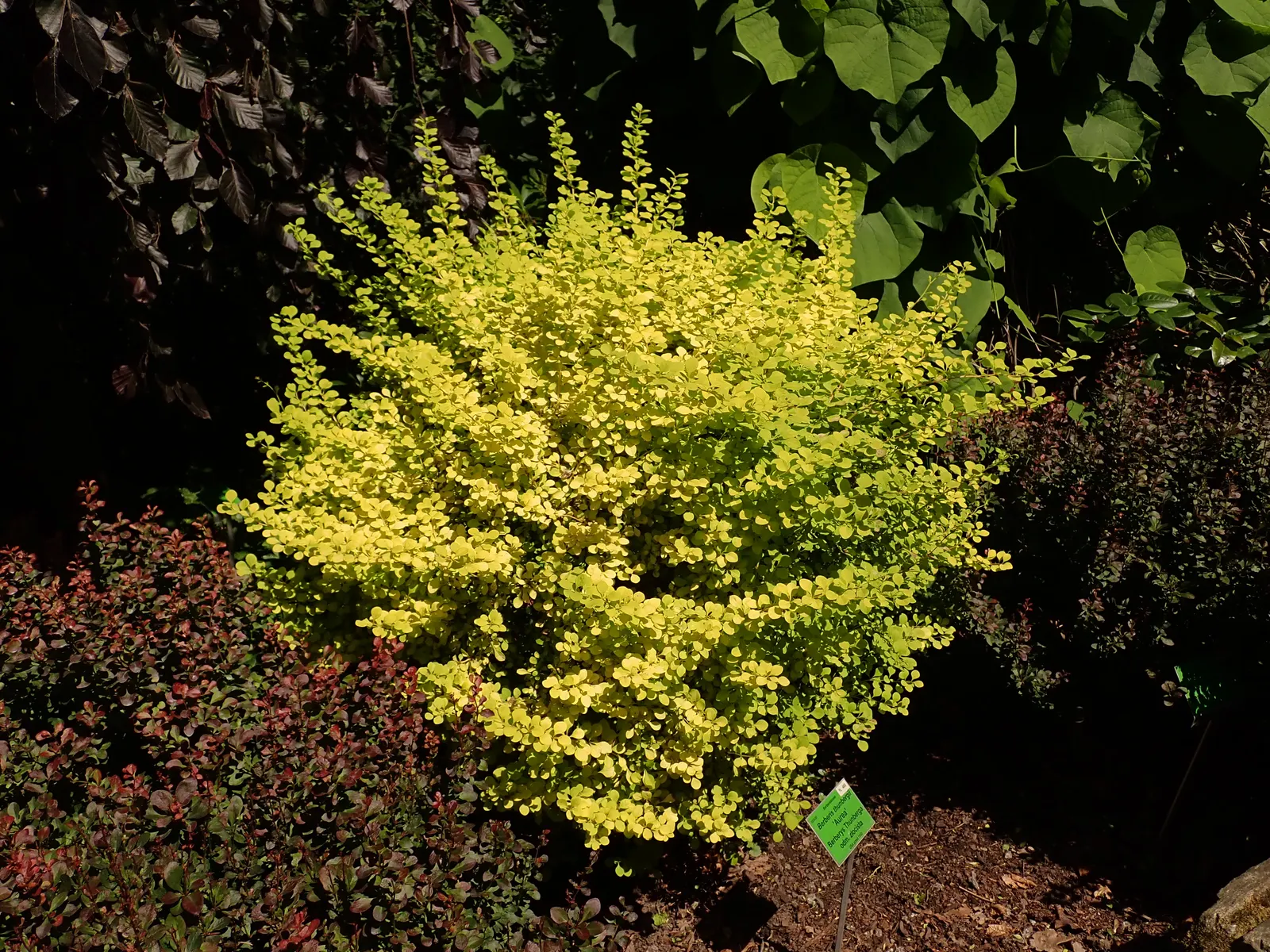Japanese Barberry (Berberis Thunbergii 'Aurea') — this plant is an exceptional choice for clients seeking year-round interest in their garden, image 63