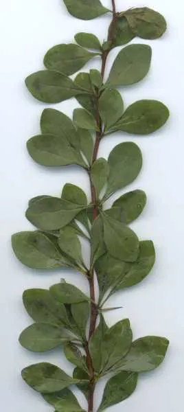Japanese Barberry (Berberis Thunbergii 'Aurea') — Drought tolerant once established; suited for USDA zones 4-8
