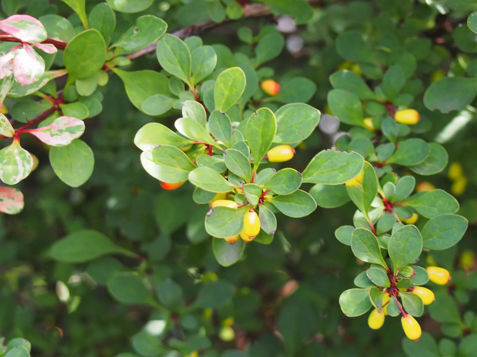 Japanese Barberry (Berberis Thunbergii 'Aurea') — is a striking deciduous shrub that provides a splash of color to any landscape design; it is, image 52