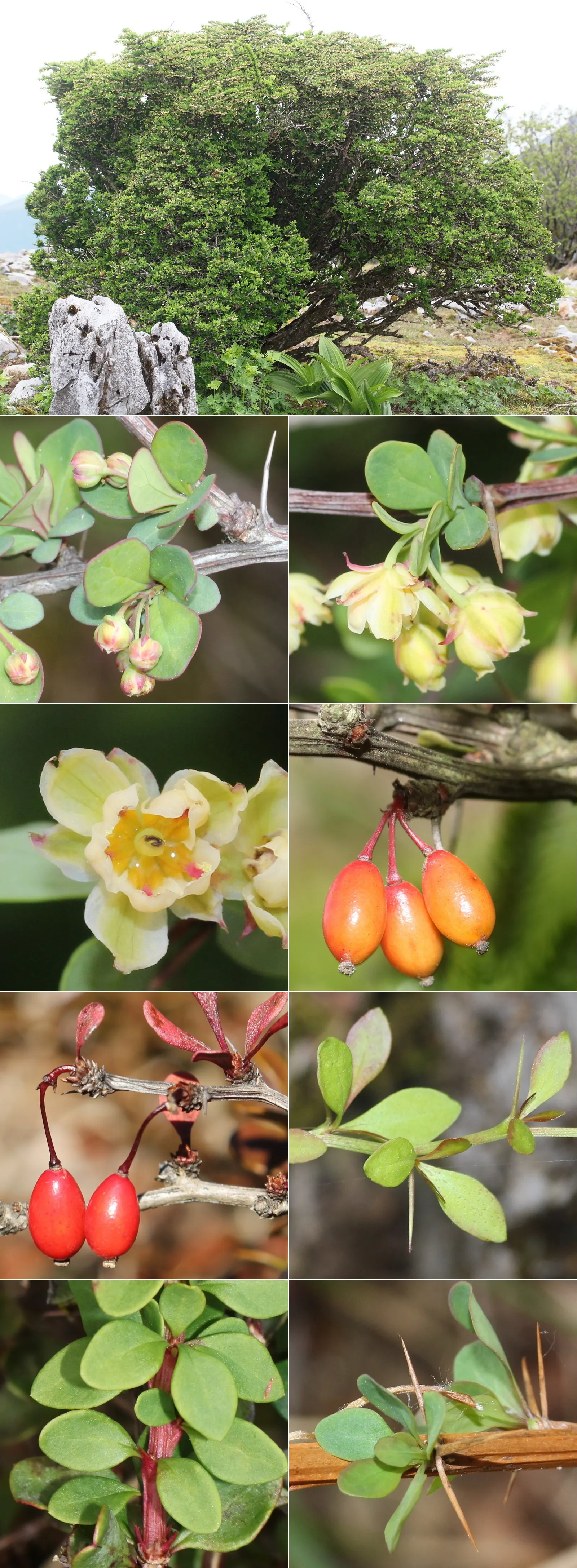 Japanese Barberry (Berberis Thunbergii 'Aurea') — showcasing its adaptability across various climates.<br><br>For optimal growth; it is highly, image 56