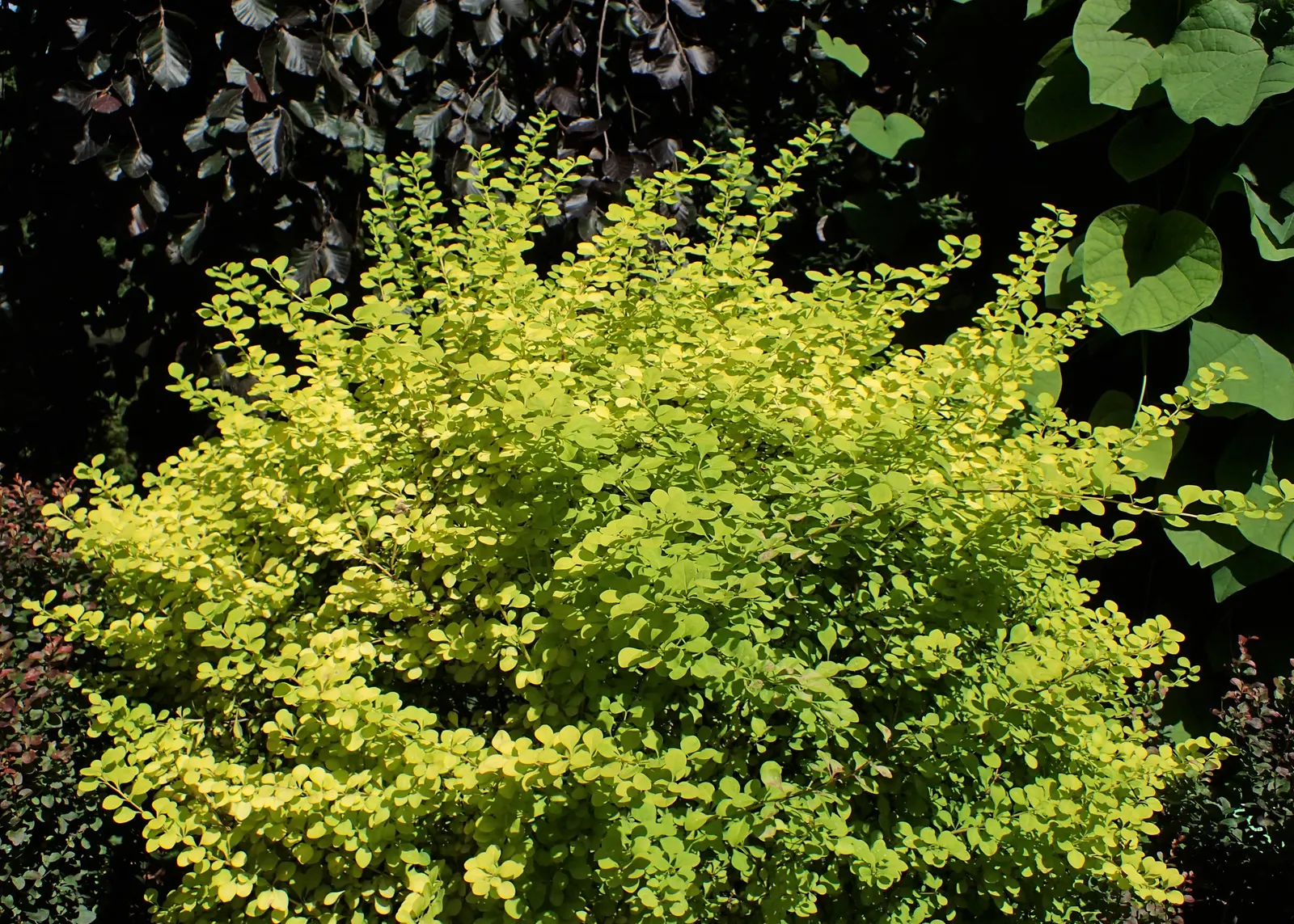 Japanese Barberry (Berberis Thunbergii 'Aurea') — shrub for full or half; this plant is an exceptional choice for clients seeking year-round interest in their
