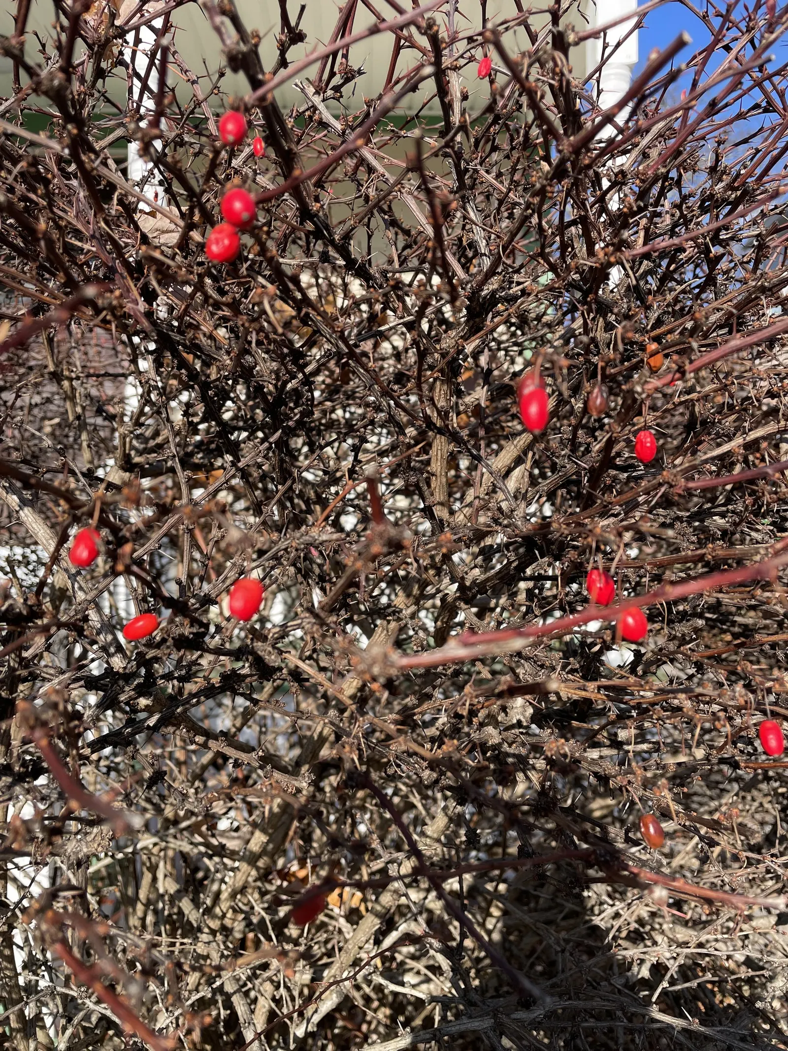 Japanese Barberry (Berberis Thunbergii 'Aurea') — this plant is an exceptional choice for clients seeking year-round interest in their garden, image 85
