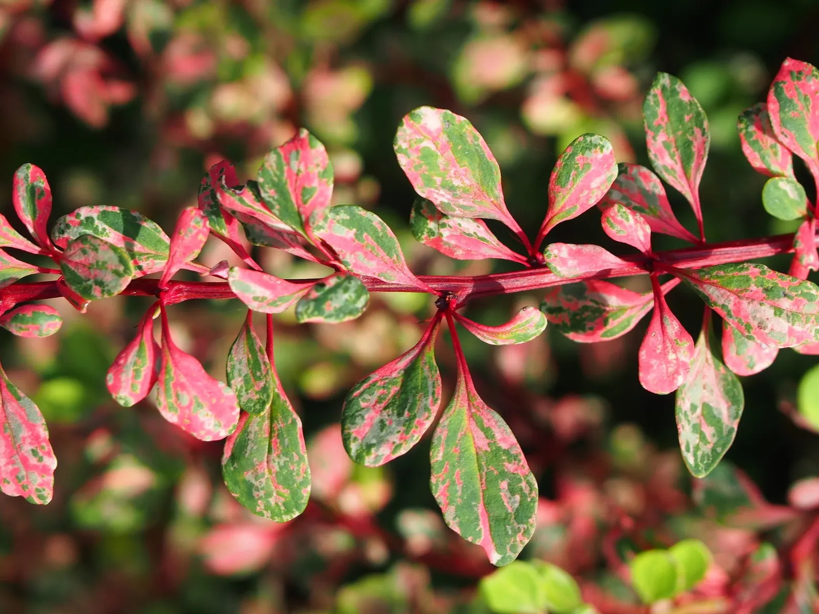 Japanese Barberry (Berberis Thunbergii 'Aurea') — It is characterized by its vibrant golden-yellow foliage which emerges in the spring