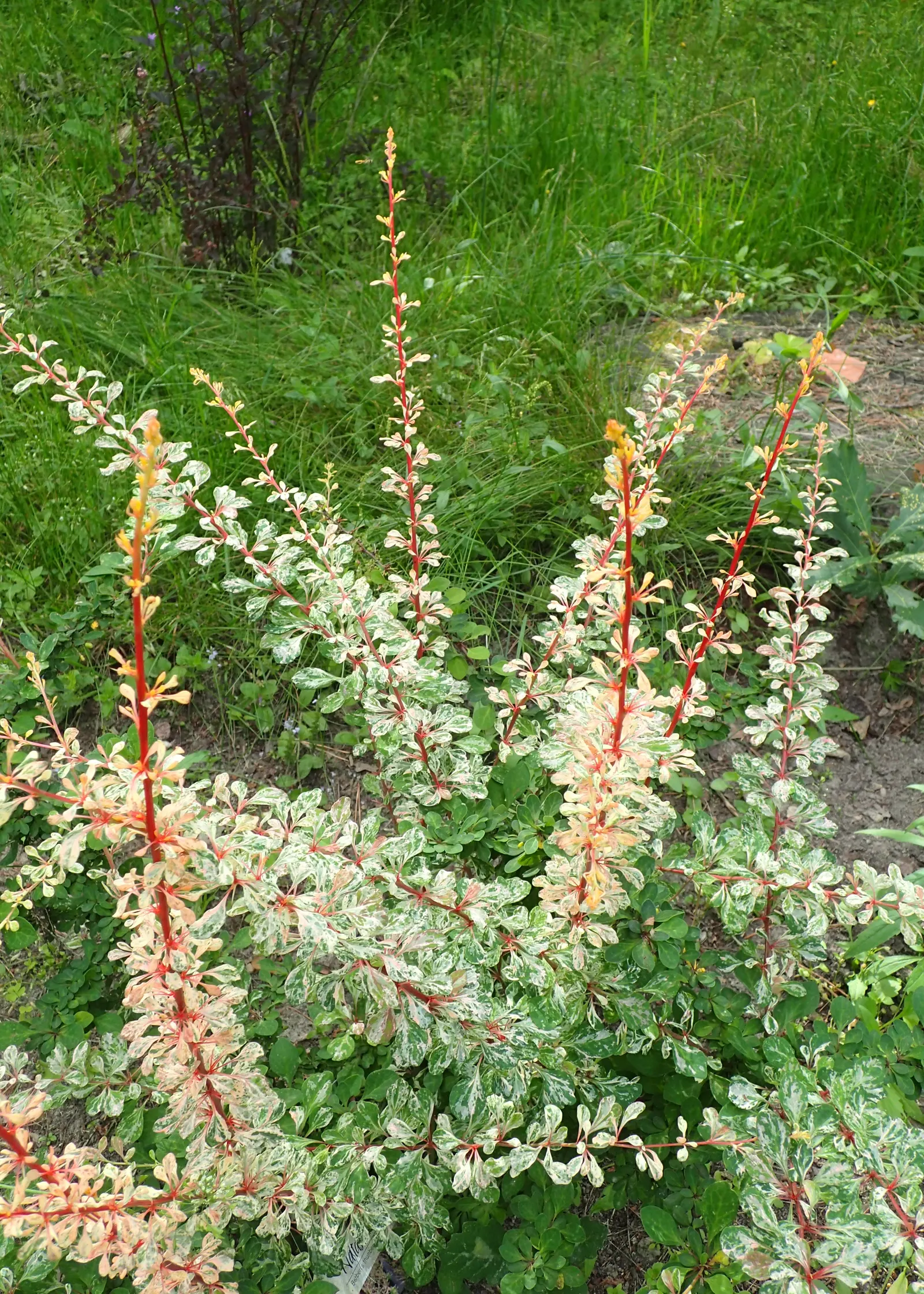 Japanese Barberry (Berberis Thunbergii 'Aurea') — With its compact size and distinctive color palette; japanese Barberry 'Aurea' prefers full sun, image 62