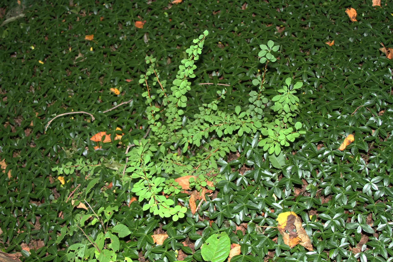Japanese Barberry (Berberis Thunbergii 'Aurea') — this shrub is also deer-resistant and not particularly prone to pests or diseases.<br><br>When planting