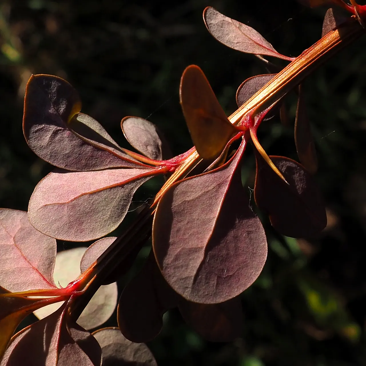 Japanese Barberry (Berberis Thunbergii 'Aurea') — showcasing its adaptability across various climates.<br><br>For optimal growth; it is highly adaptable to