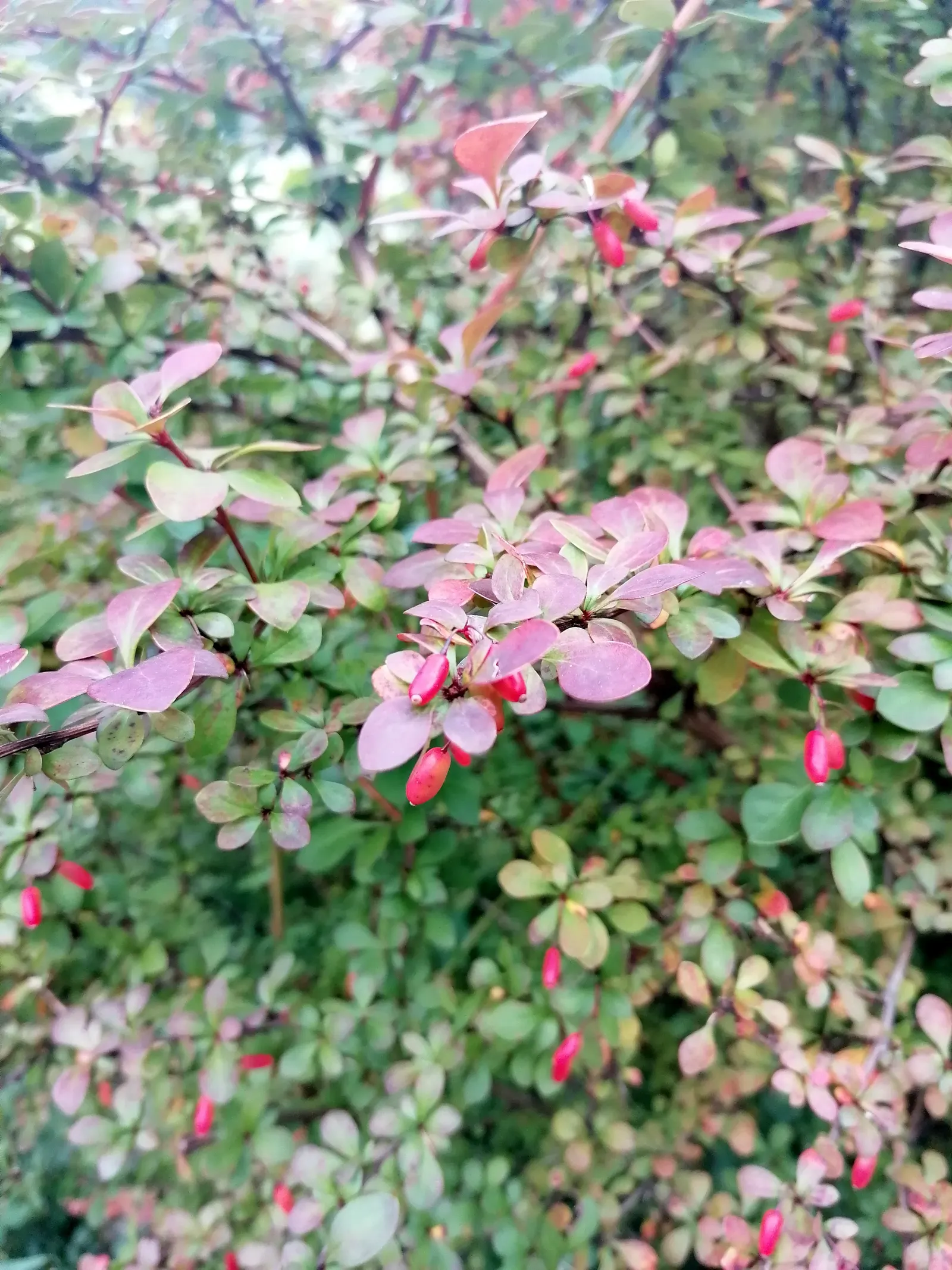 Japanese Barberry (Berberis Thunbergii 'Aurea') — shrub for full or half; this plant is an exceptional choice for clients seeking year-round, image 88