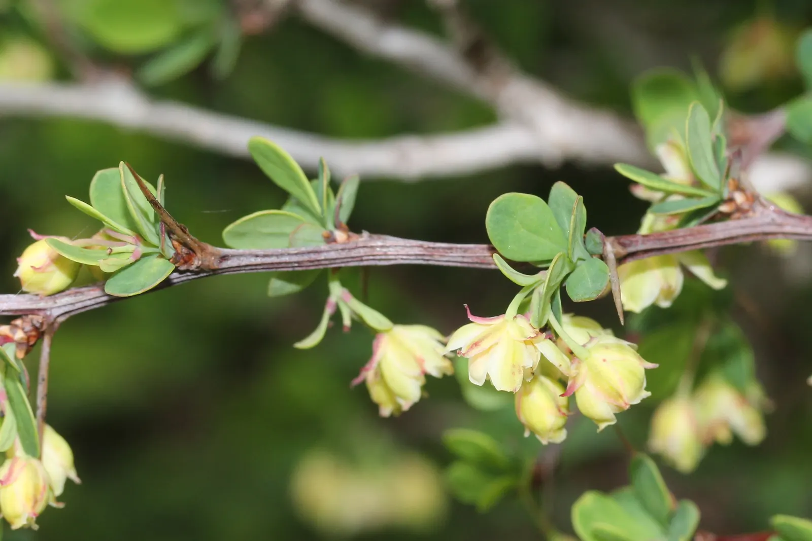 Japanese Barberry (Berberis Thunbergii 'Aurea') — where its leaves can achieve the brightest hue