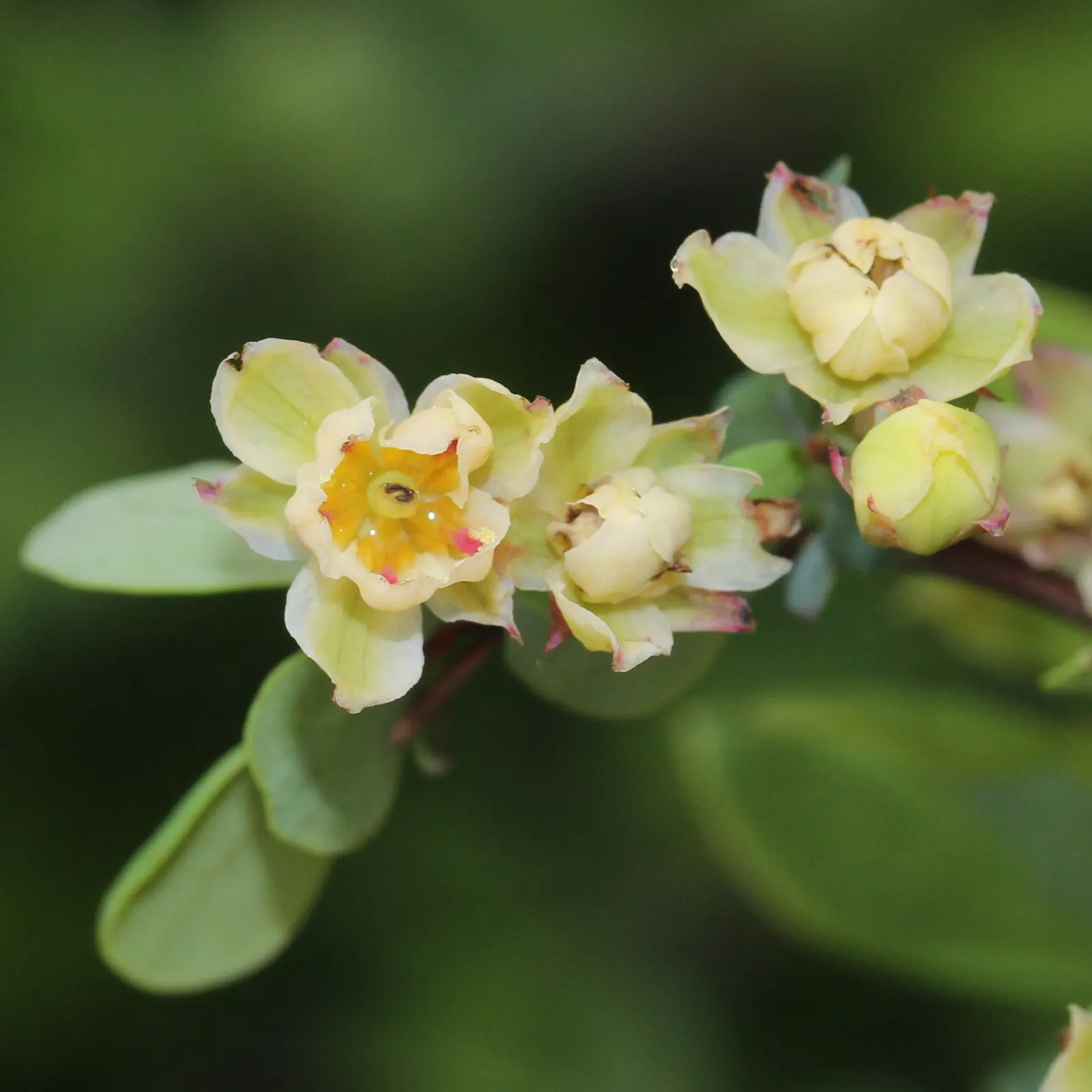 Japanese Barberry (Berberis Thunbergii 'Aurea') — yellow flowers in the garden