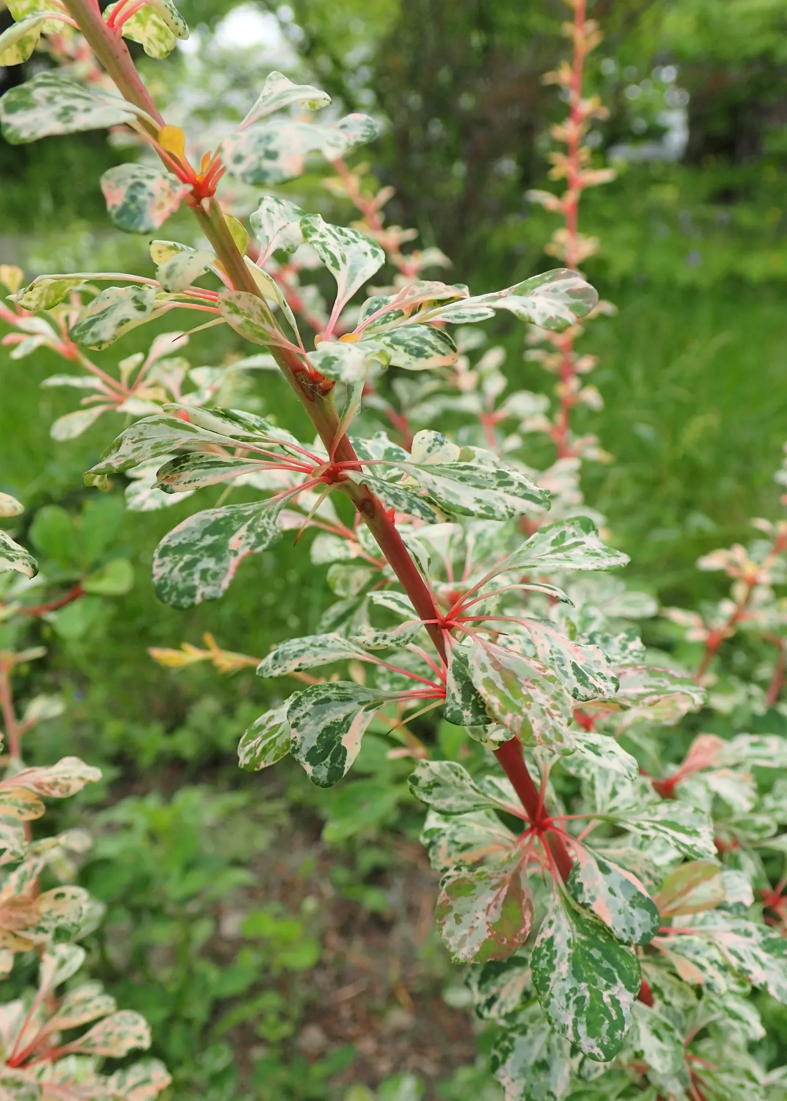 Japanese Barberry (Berberis Thunbergii 'Aurea') — red berries add fall and winter appeal; with its compact size and distinctive color palette, image 47