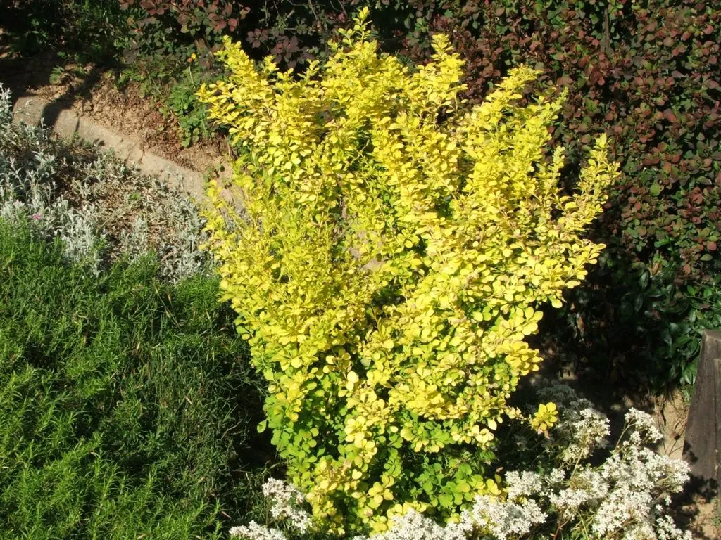 Japanese Barberry (Berberis Thunbergii 'Aurea') — Japanese Barberry 'Aurea' prefers full sun to partial shade; shrub for full or half, image 79