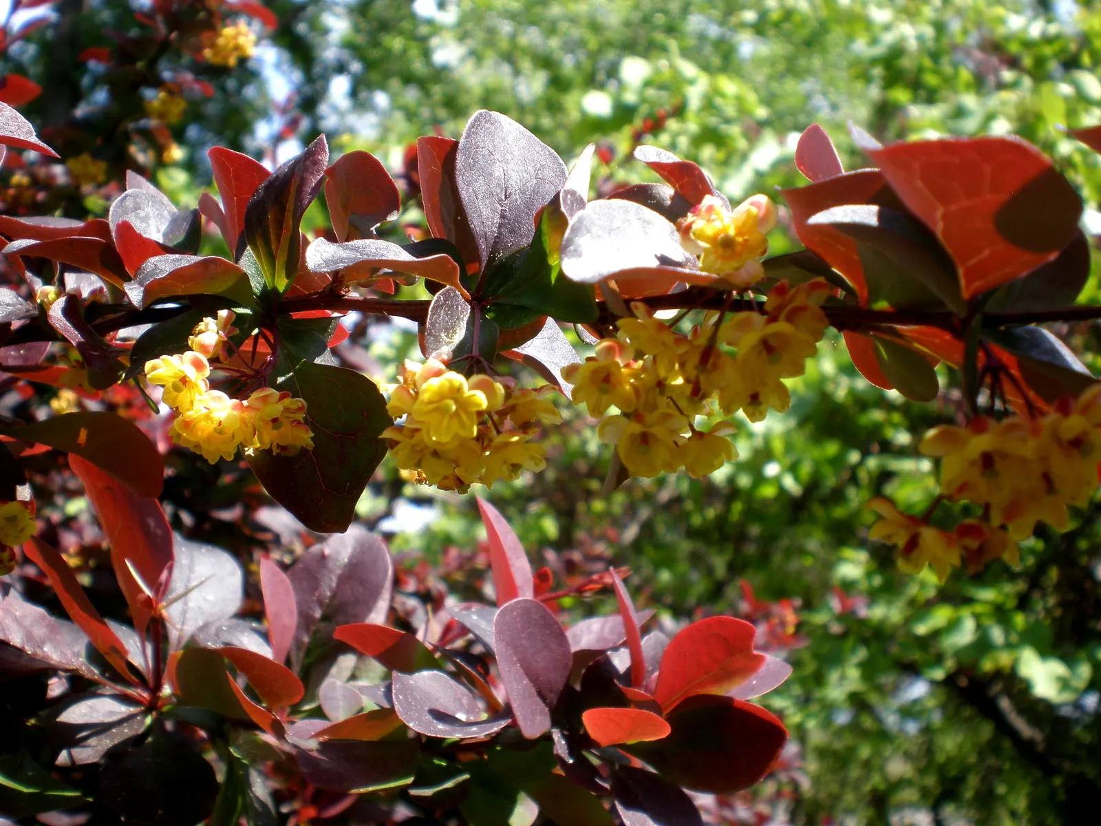 Japanese Barberry (Berberis Thunbergii 'Aurea') — Regular pruning may be necessary to maintain its desired shape and to prevent overgrowth