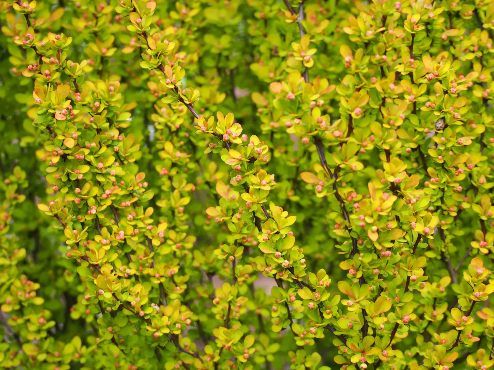 Japanese Barberry (Berberis Thunbergii 'Aurea') — Its golden-yellow foliage offers brilliant year-round interest; the plant thrives in USDA Hardiness Zones 4