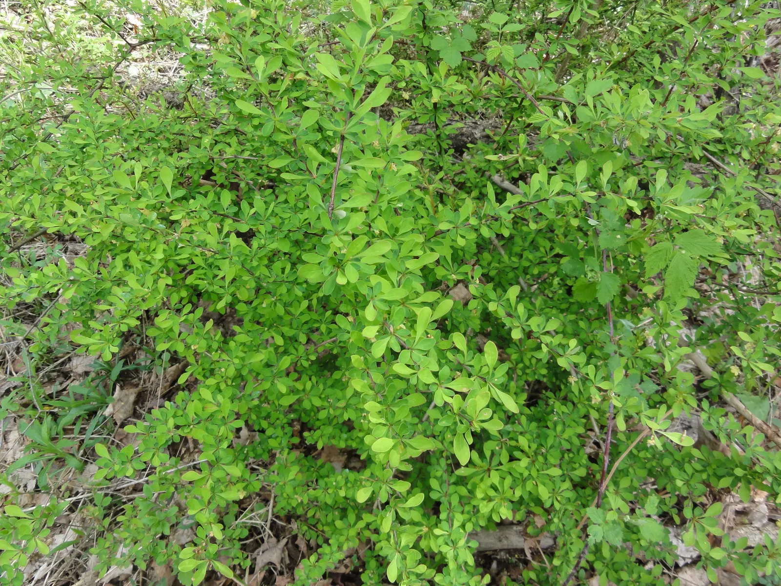 Japanese Barberry (Berberis Thunbergii 'Aurea') — commonly referred to as Japanese Barberry