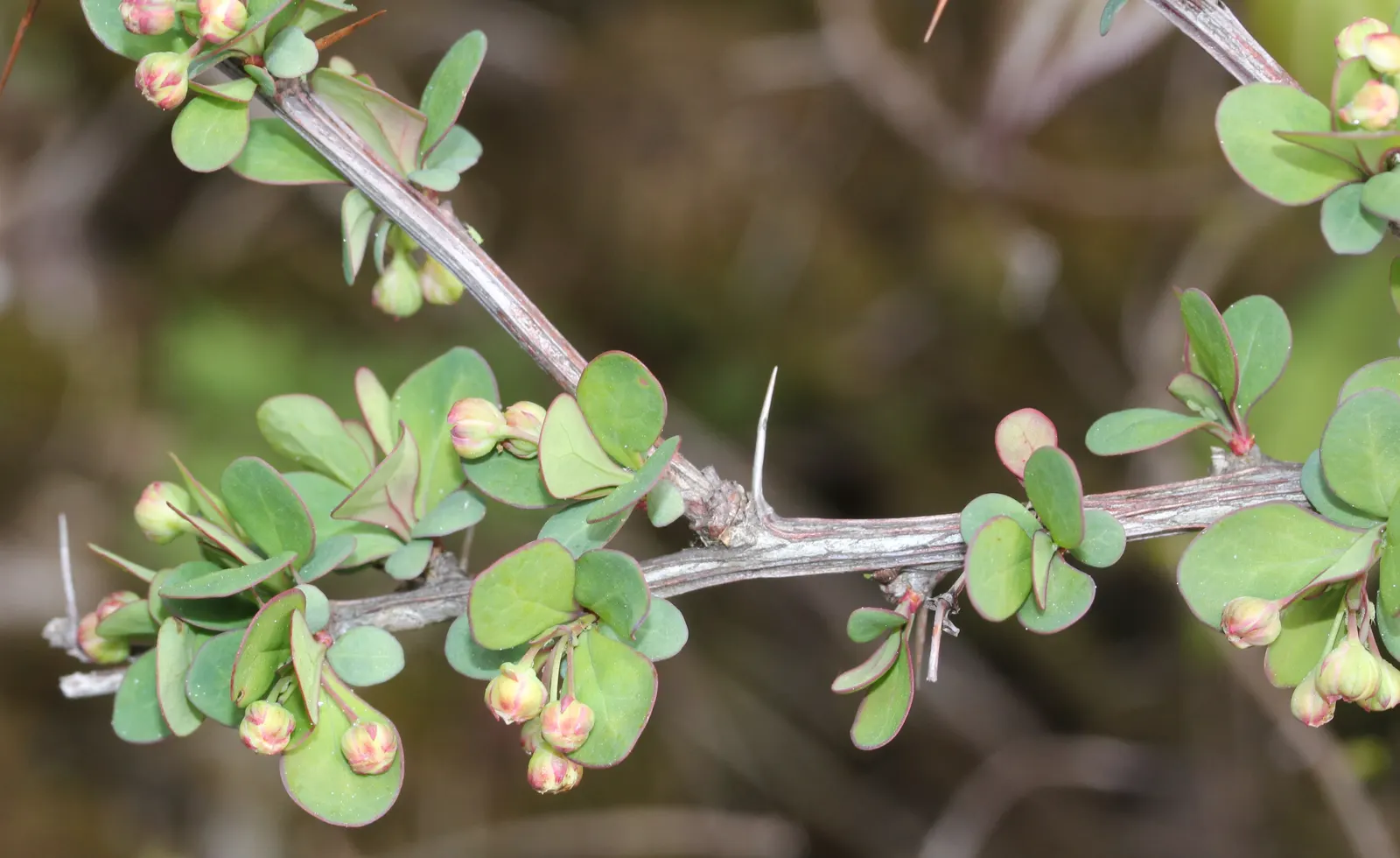 Japanese Barberry (Berberis Thunbergii 'Aurea') — It is highly adaptable to different soil types, though it does best in well-drained conditions; where its