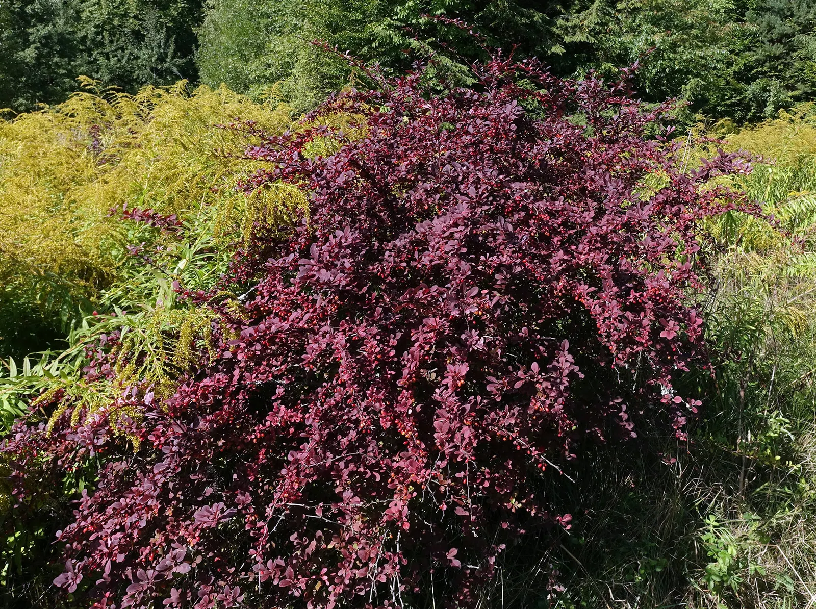 Japanese Barberry (Berberis Thunbergii 'Aurea') — reaching 3-4 feet high and wide; thorny stems provide a deterrent to wildlife, making it ideal, image 89