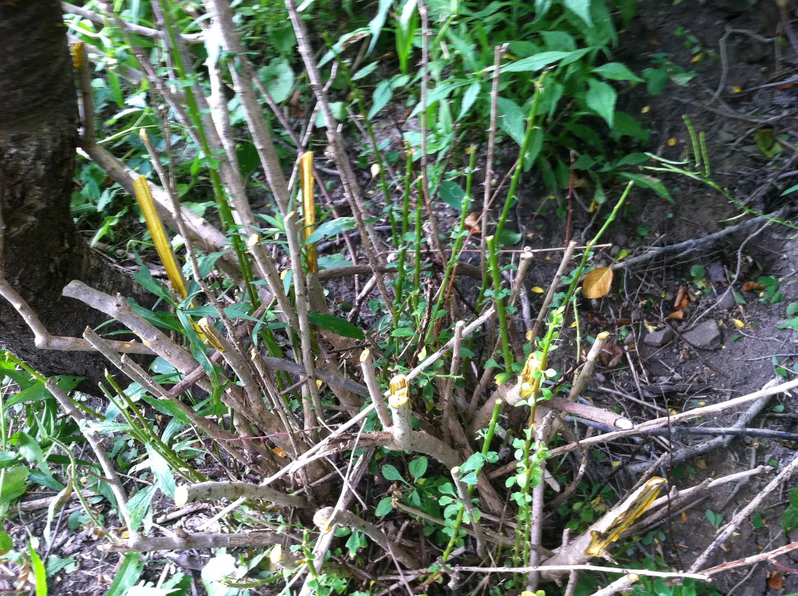Japanese Barberry (Berberis Thunbergii 'Aurea') — Thorny stems provide a deterrent to wildlife, making it ideal for barriers; red berries add fall, image 48