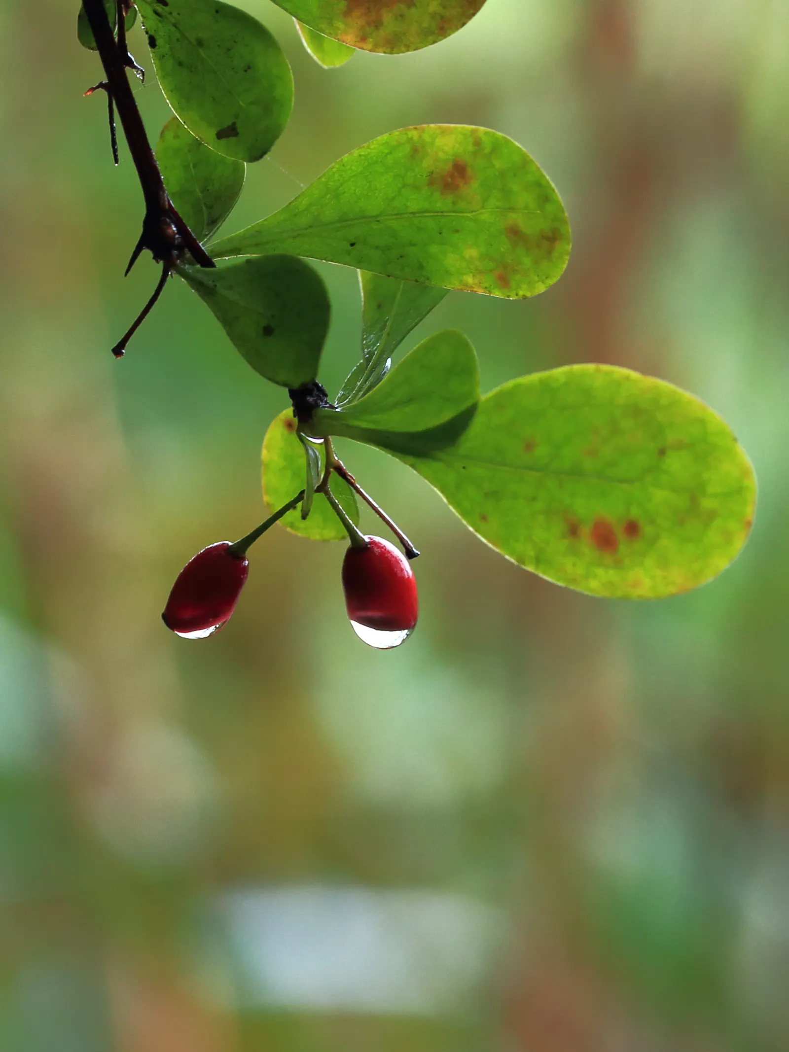 Japanese Barberry (Berberis Thunbergii 'Aurea') — It is highly adaptable to different soil types, though it does best in well-drained conditions, image 81