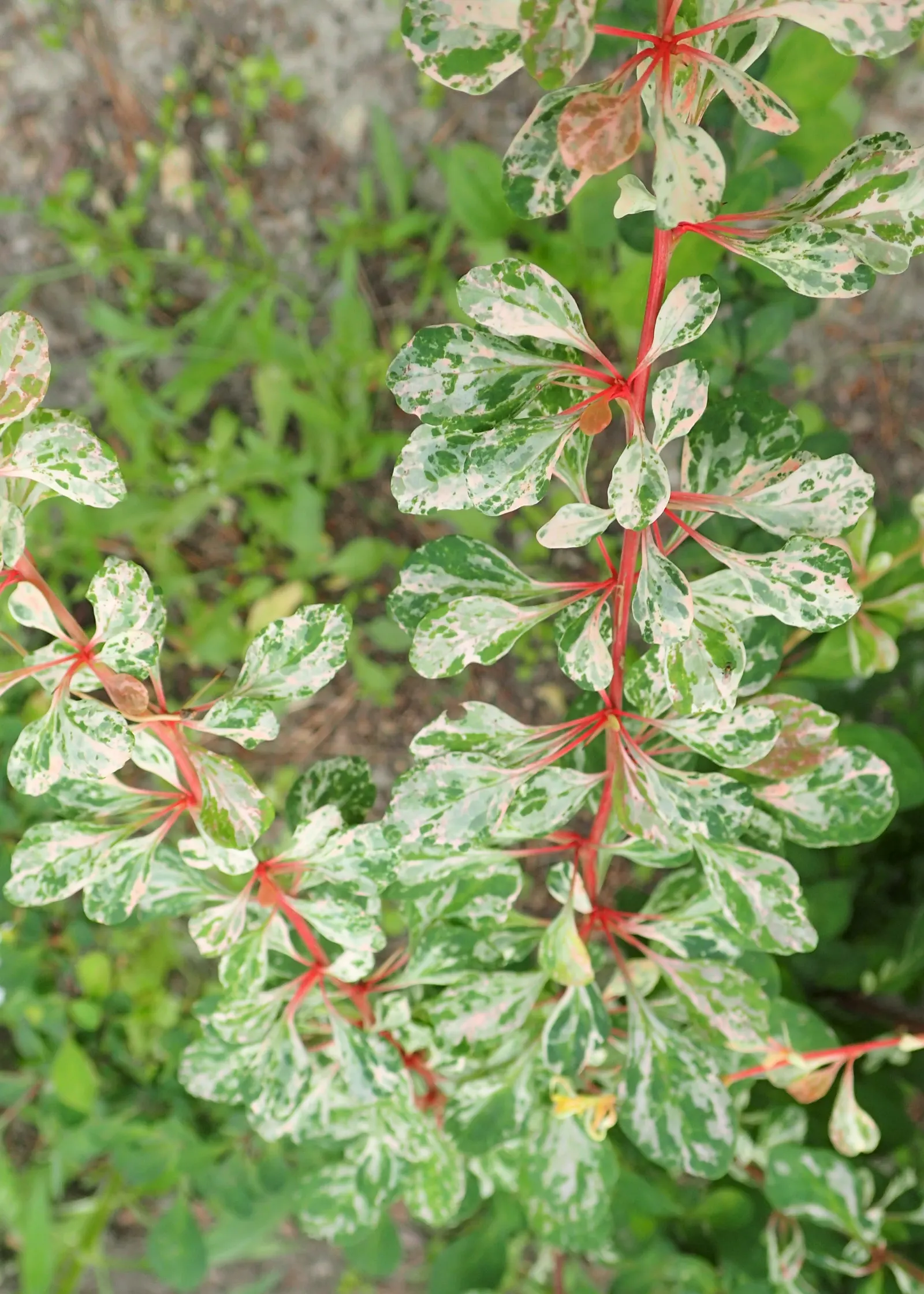 Japanese Barberry (Berberis Thunbergii 'Aurea') — reaching 3-4 feet high and wide; thorny stems provide a deterrent to wildlife, making it ideal, image 67