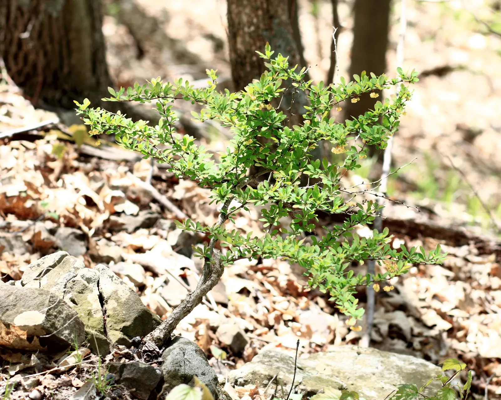 Japanese Barberry (Berberis Thunbergii 'Aurea') — red berries add fall and winter appeal; with its compact size and distinctive color palette