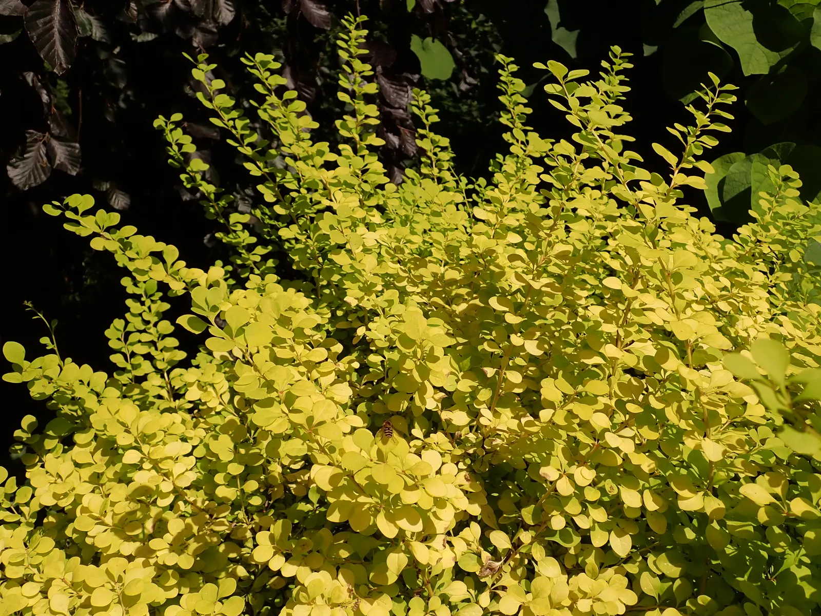 Japanese Barberry (Berberis Thunbergii 'Aurea') — Thrives in full sun to part shade, in well-drained soil; low-growing hedge for added privacy or, image 71