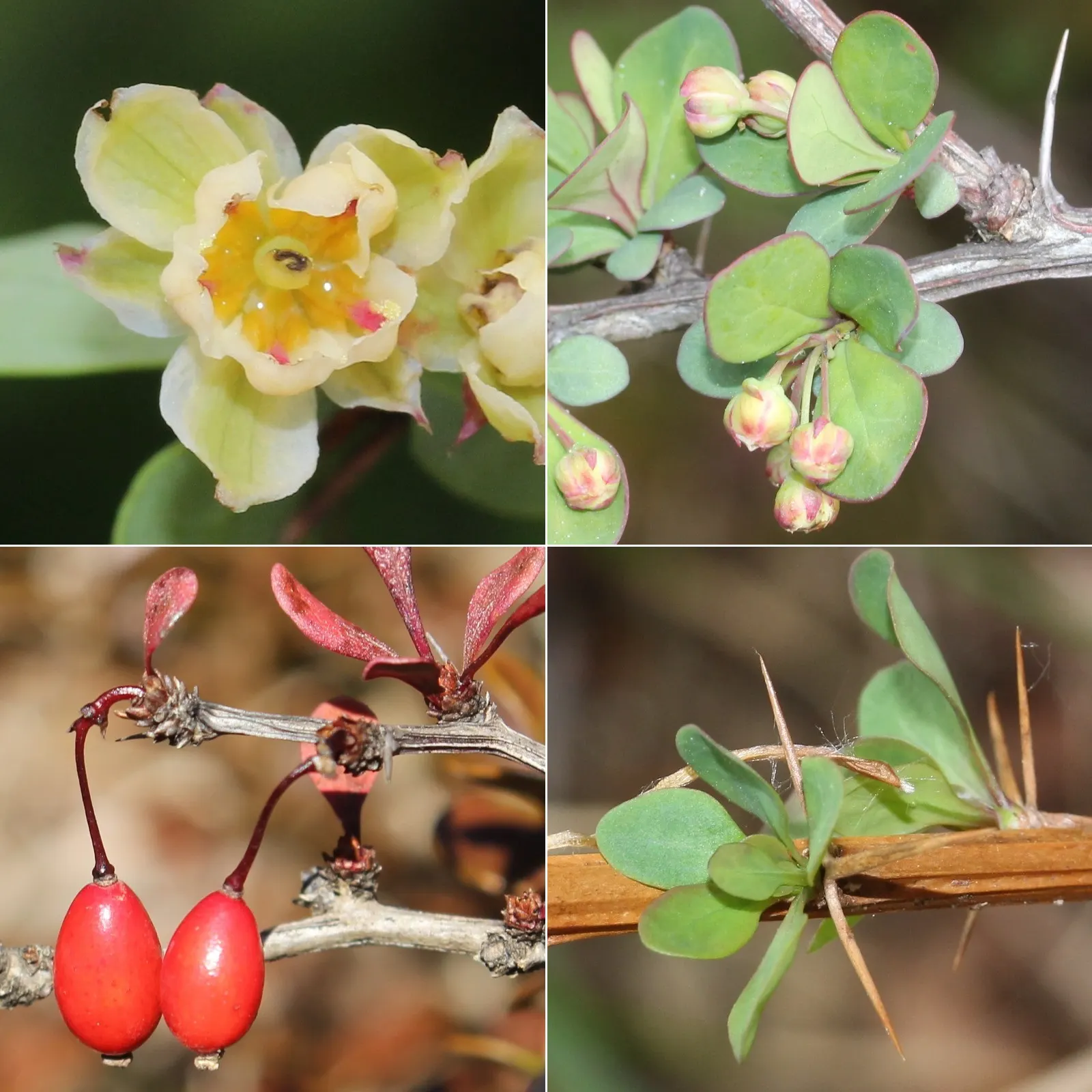 Japanese Barberry (Berberis Thunbergii 'Aurea') — Thorny stems provide a deterrent to wildlife, making it ideal for barriers