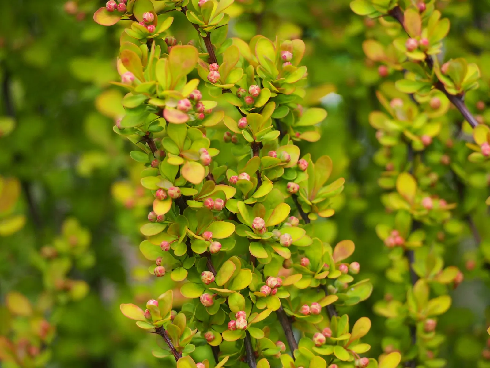 Japanese Barberry (Berberis Thunbergii 'Aurea') — this shrub is also deer-resistant and not particularly prone to pests or diseases.<br><br>When, image 60