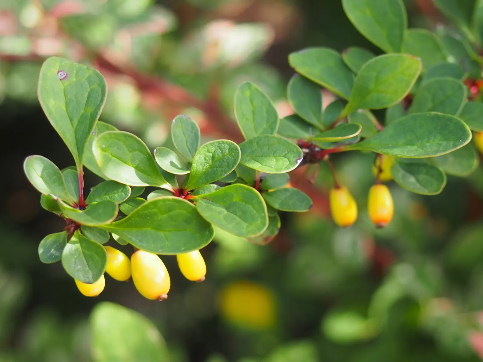 Japanese Barberry (Berberis Thunbergii 'Aurea') — yellow flowers in the garden; thrives in full sun to part shade, in well-drained soil, image 86