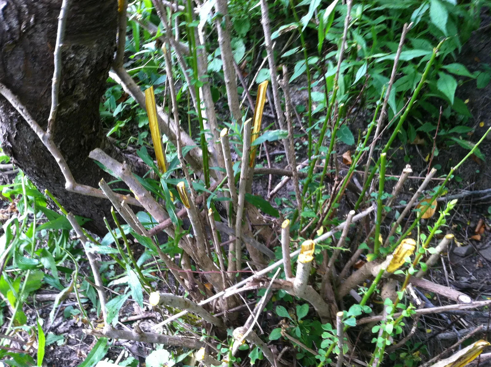 Japanese Barberry (Berberis Thunbergii 'Aurea') — shrub for full or half; this plant is an exceptional choice for clients seeking year-round, image 66