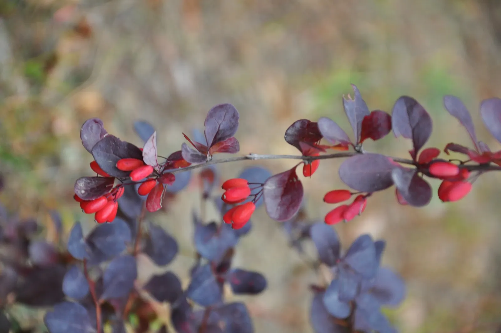 Japanese Barberry (Berberis Thunbergii 'Aurea') — is a striking deciduous shrub that provides a splash of color to any landscape design; it is characterized by