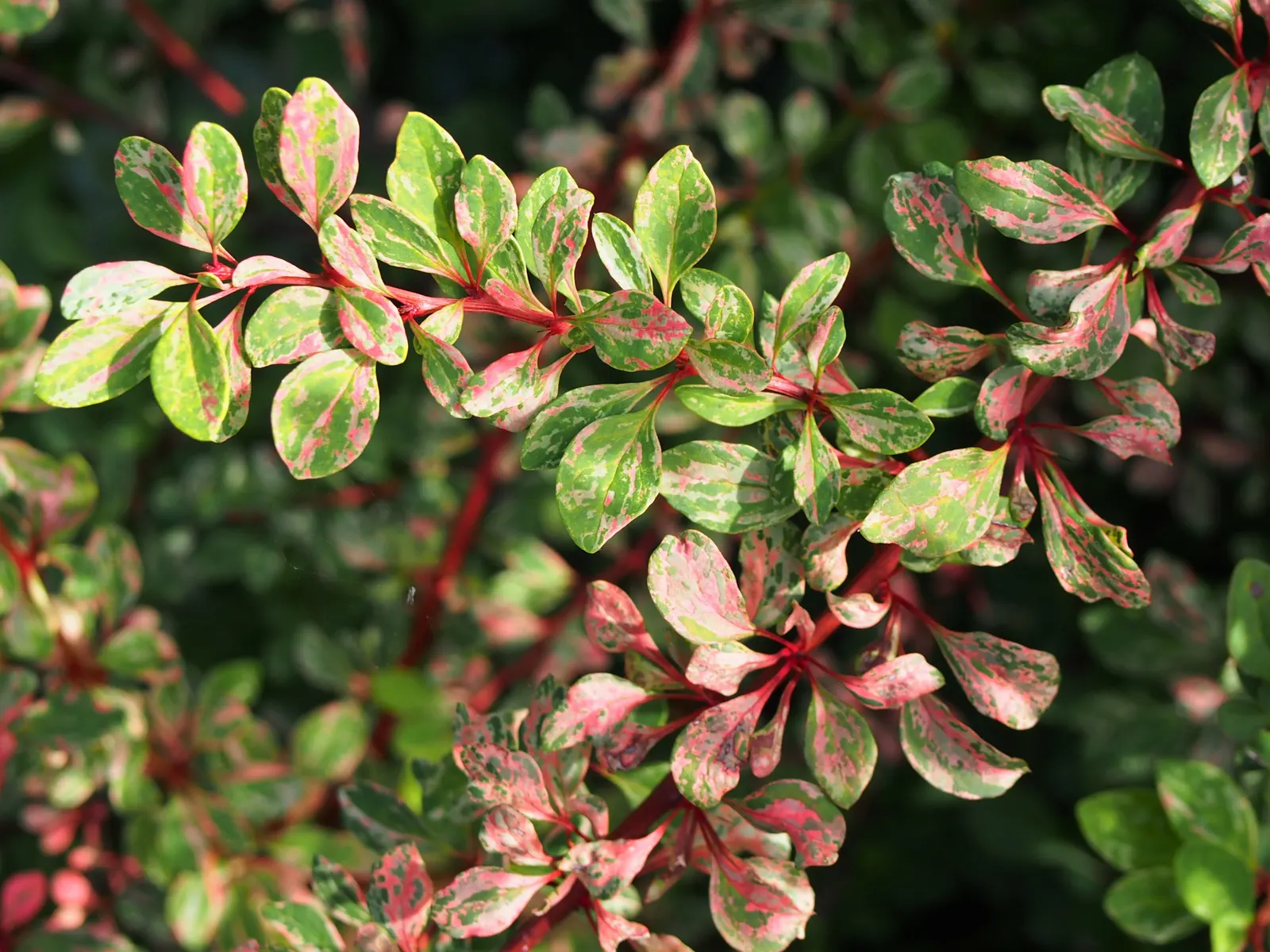 Japanese Barberry (Berberis Thunbergii 'Aurea') — Its golden-yellow foliage offers brilliant year-round interest; the plant thrives in USDA, image 90