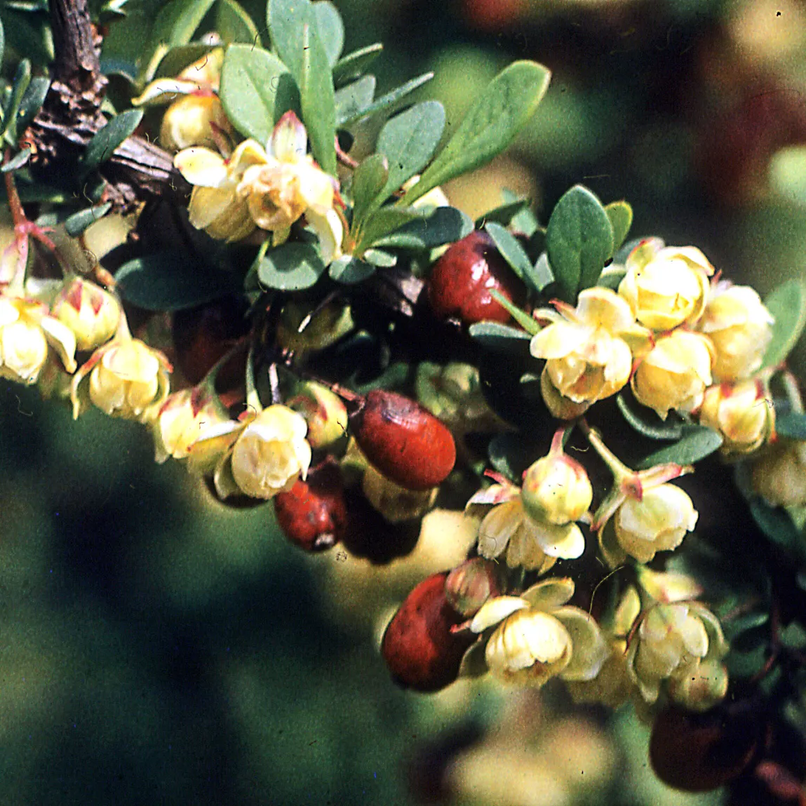 Japanese Barberry (Berberis Thunbergii 'Aurea') — With its compact size and distinctive color palette