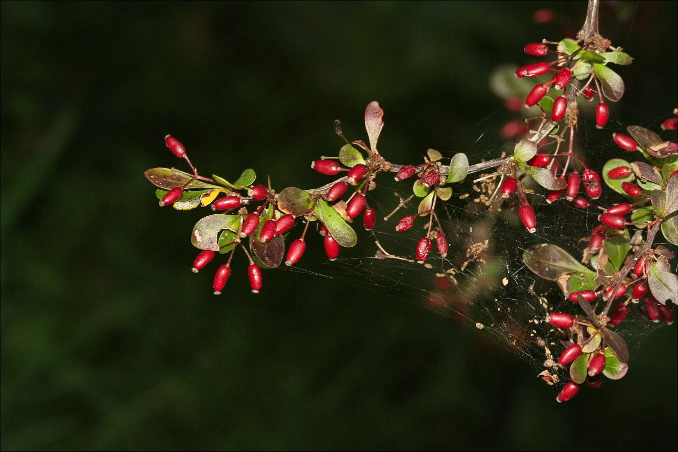 Japanese Barberry (Berberis Thunbergii 'Aurea') — Japanese Barberry 'Aurea' prefers full sun to partial shade; shrub for full or half