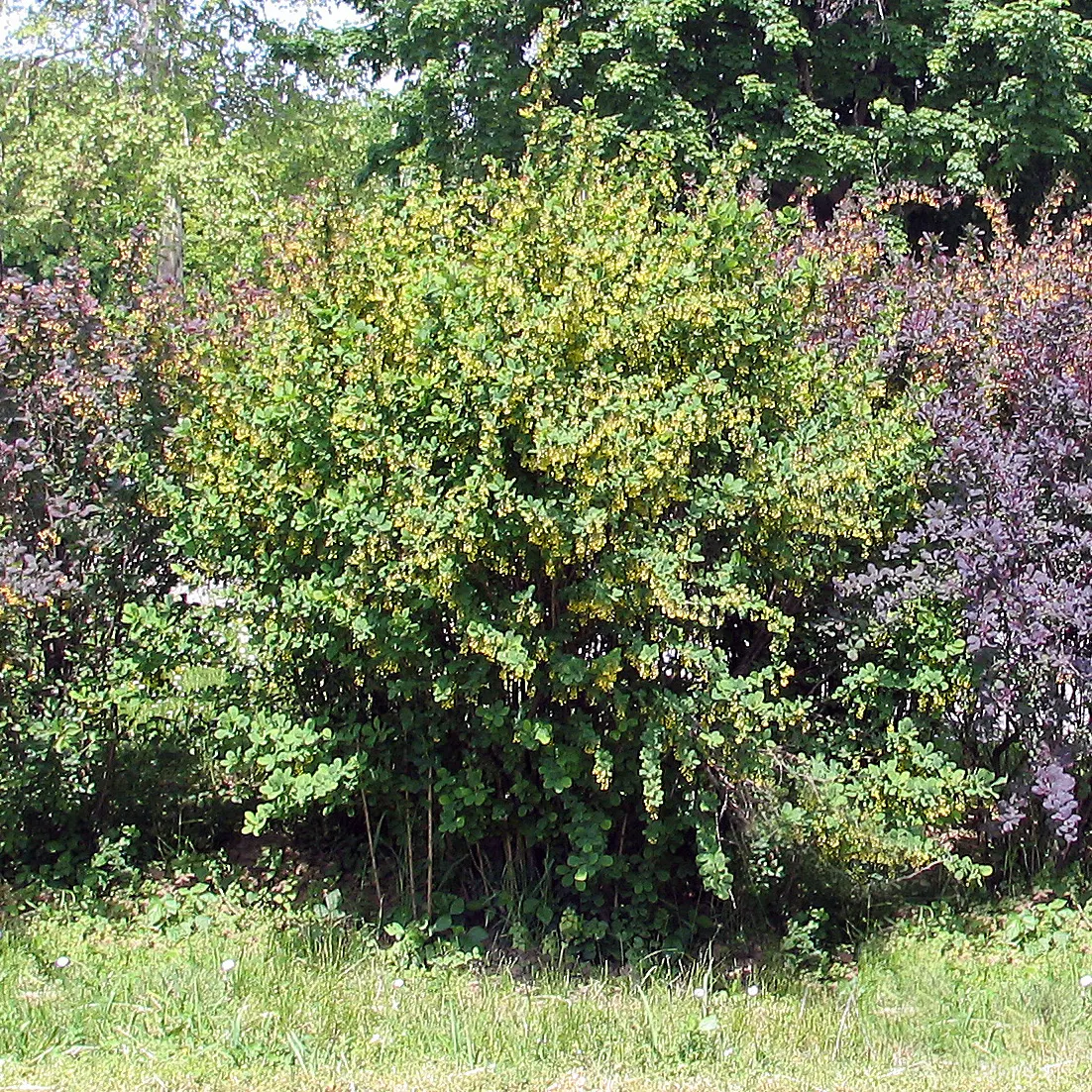 Japanese Barberry (Berberis Thunbergii 'Aurea') — The plant thrives in USDA Hardiness Zones 4 through 8; is a striking deciduous shrub that provides a splash