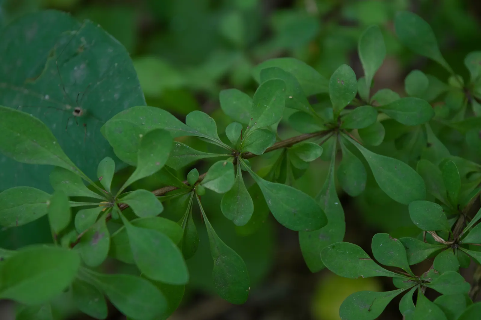 Japanese Barberry (Berberis Thunbergii 'Aurea') — this plant is an exceptional choice for clients seeking year-round interest in their garden