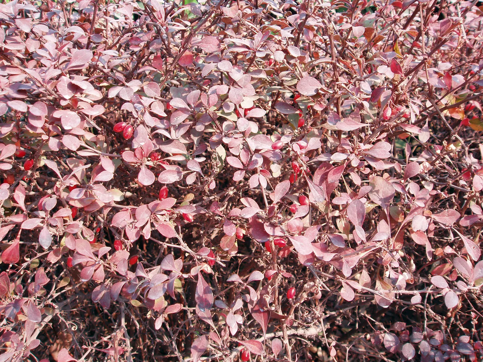 Japanese Barberry (Berberis Thunbergii 'Aurea') — low-growing hedge for added privacy or security
