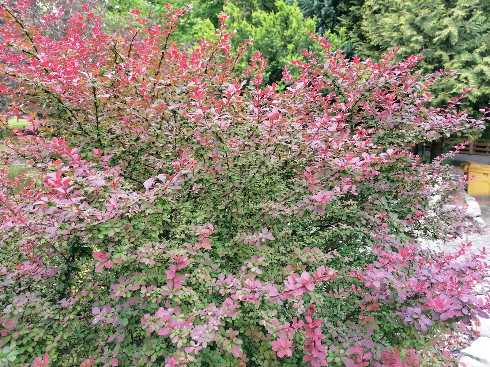 Japanese Barberry (Berberis Thunbergii 'Aurea') — Drought tolerant once established; suited for USDA zones 4-8; regular pruning may be necessary to, image 72
