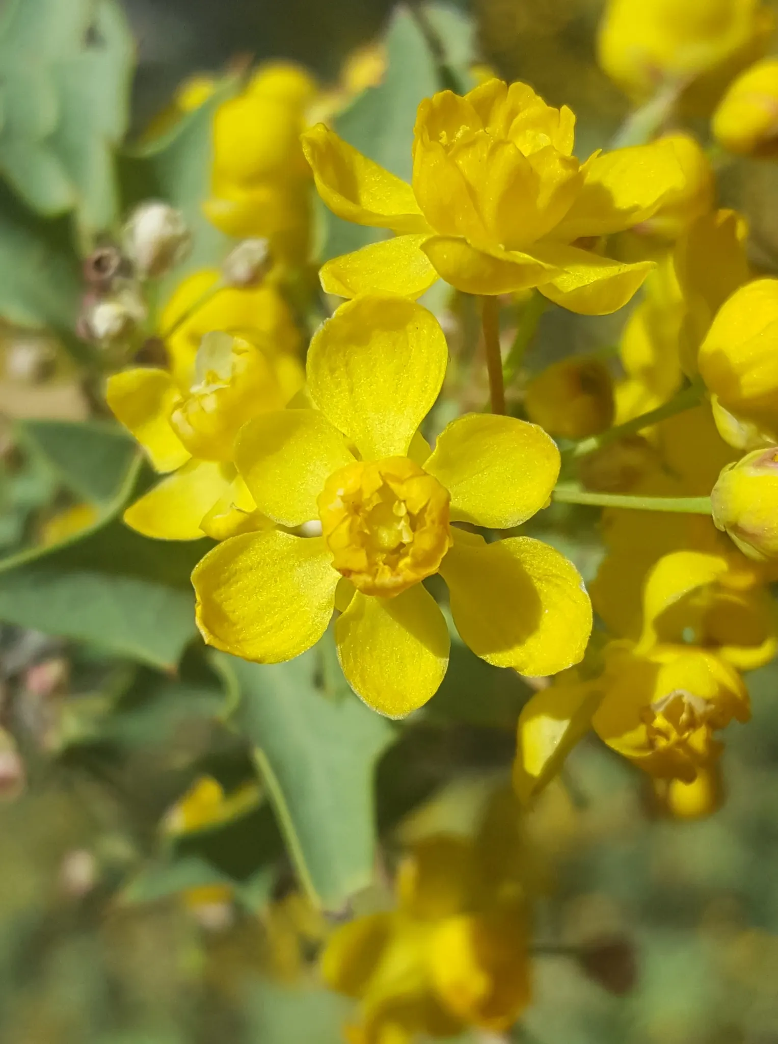Japanese Barberry (Berberis Thunbergii 'Aurea') — red berries add fall and winter appeal; with its compact size and distinctive color palette, image 69